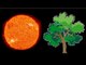 Mesurer la densité du soleil grâce aux arbres - Scilabus 20