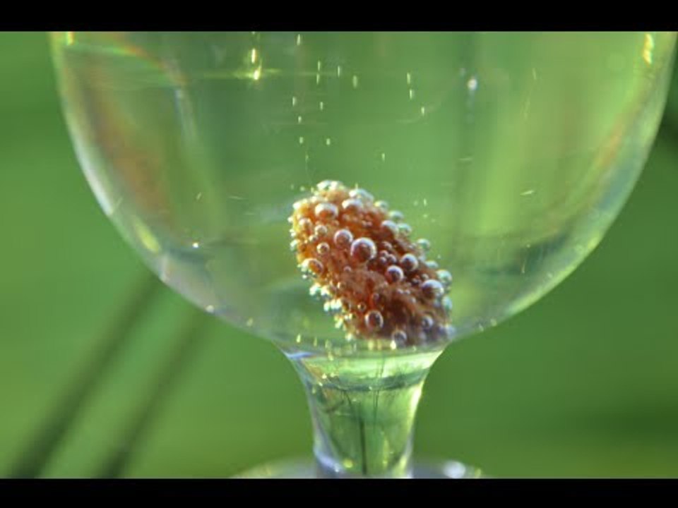 La danse du raisin sec - Scilabus 15