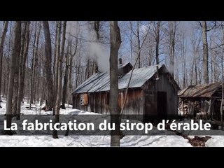 La fabrication du sirop d'érable - Scilabus 28