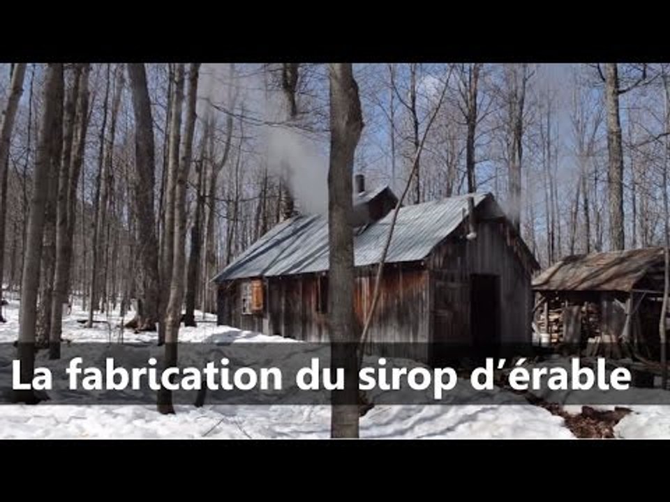 La fabrication du sirop d'érable - Scilabus 28