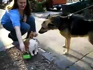 Coco and her German Shepherd Friend