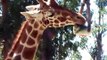Giraffes Close up Feeding @ Six Flags