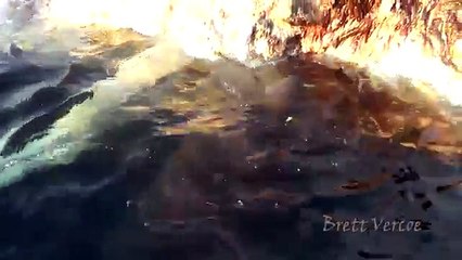 Mira cómo este tiburón hambriento se come a una ballena