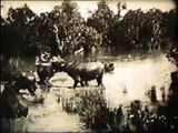 Buffalo Hunting in Indo-China / La Chasse aux Buffles en Indochine (1911)