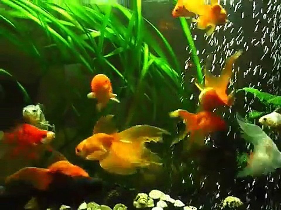 goldfish planted aquarium
