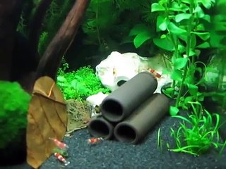 Crystal Red Garnelen im 30 l Nano Cube