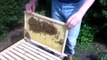 Urban Beekeeping: My first beehive inspection