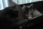 Male cat attacks his sister in her box once again!