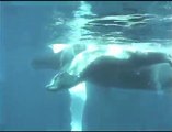 Swimming With Humpback Whales: A Playful Calf