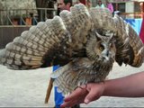 Кормление Розарки (owls feeding). Ушастая сова (лат. Asio otus)