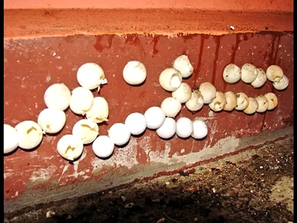 Newly hatched tokay gecko and nest of eggs