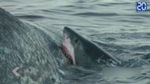 Des requins se chargent du corps d'une baleine ! - Le Rewind du Lundi 6 Juillet 2015