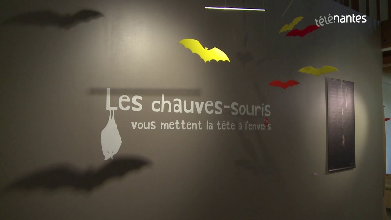 Carquefou : une expo qui sourit aux chauves-souris