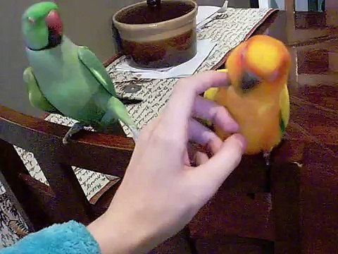 Conure soleil perruche a collier