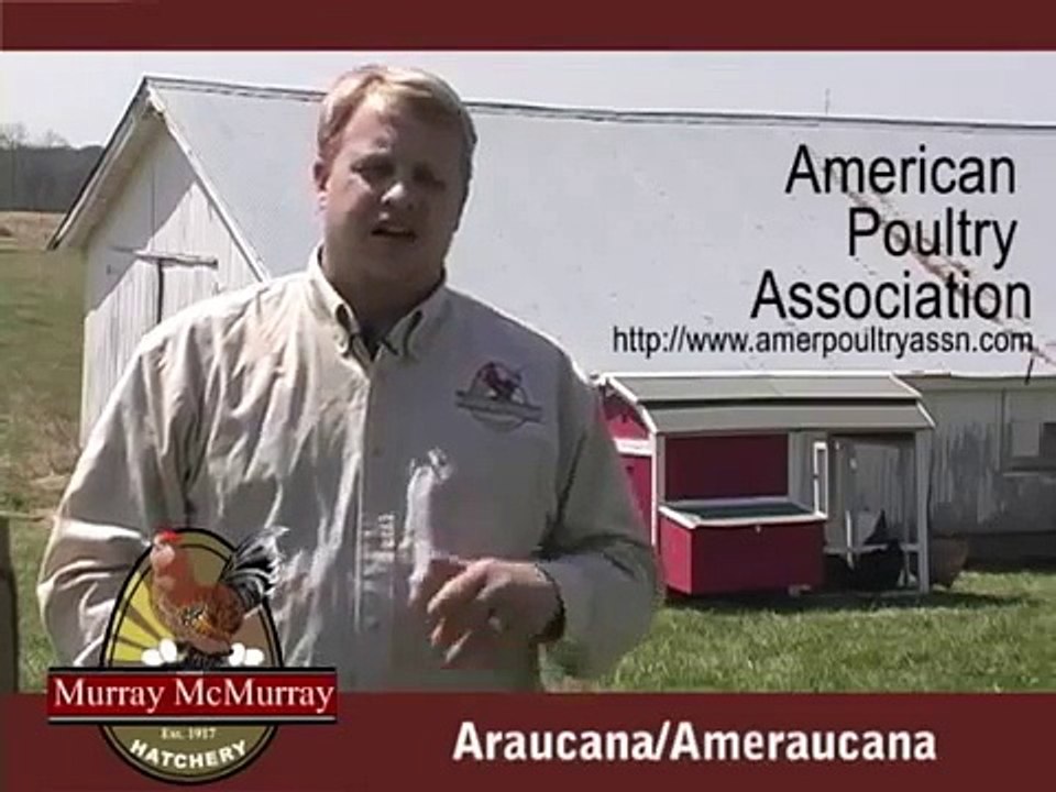 Araucana Ameraucana MMH explanation