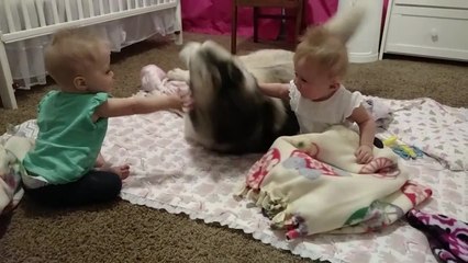 Husky adorable entertains twin babies