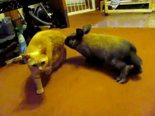 Rabbit abuses cat