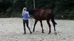 Horse training at hand - circle