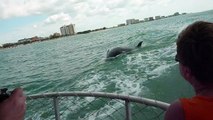 Dolphins at Clearwater, FL