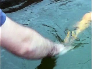 Kendini köpek zanneden balık -)