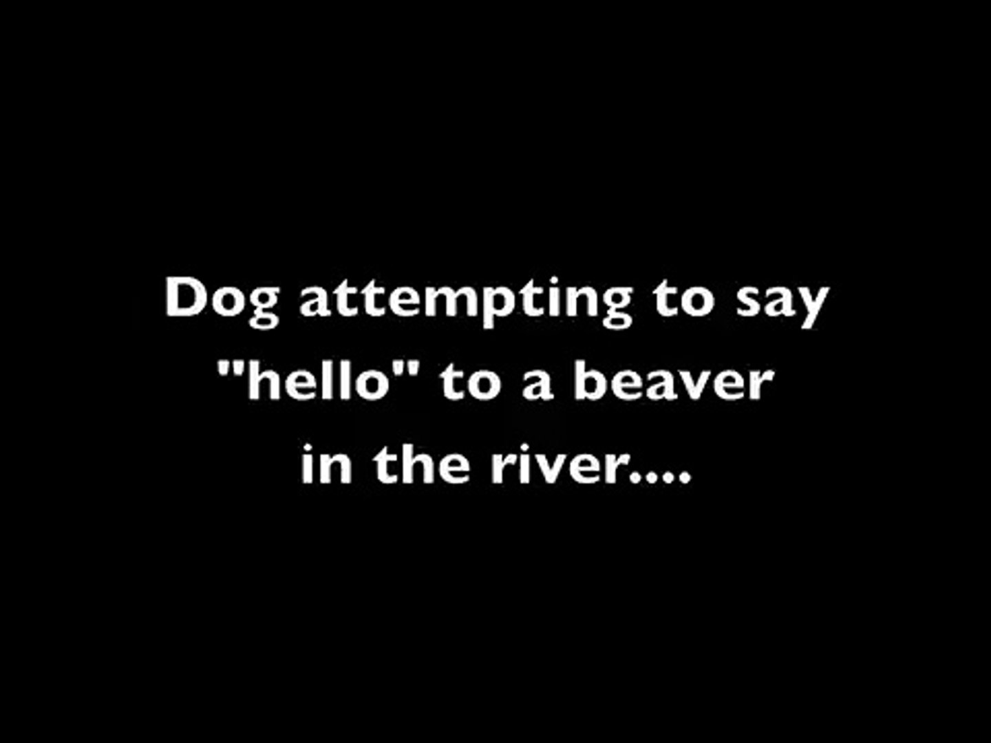 ⁣Beaver vs Dog
