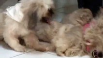 Cachorros con sus padres Bimbo y Pecky de 36 días de edad - Six puppies 36 days old - Raza Shitzu