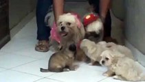 Seis Cachorros de Bimbo y Pecky de 36 días de edad - Six puppies 36 days old- Raza Shitzu