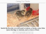 Chicks - Guide To Raising Baby Chicks