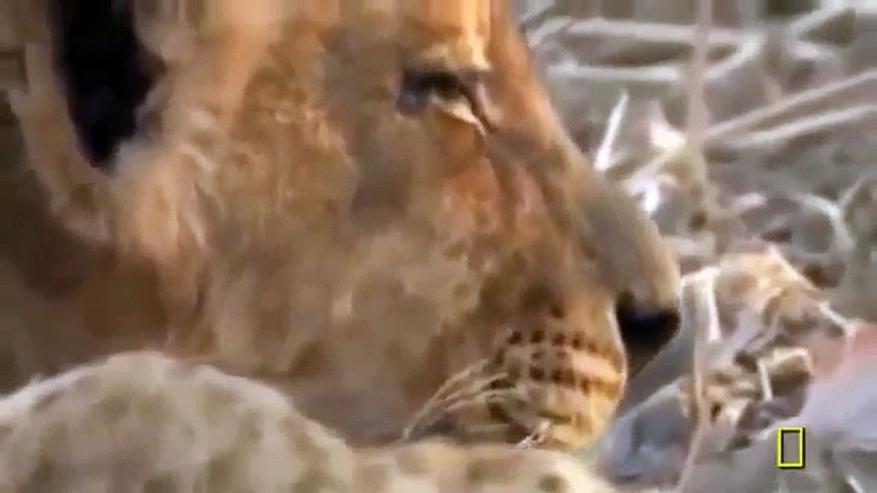 Animal Planet | Discovery Channel | Wild Life Documentary 2015 | National Geographic Wildl