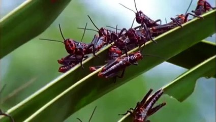 Nat Geo Wild   Discovery Channel   Animal Planet   Journey to Amazonia 3 3