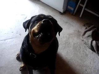 chien fait la panthére