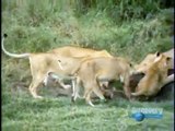 Hyenas Confront Lions over Buffalo