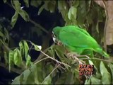 Cotorras de Puerto Rico se alimentan en árbol de guaraguao