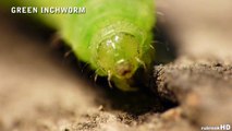 Bug Island 7 - Green Inchworm - Macro