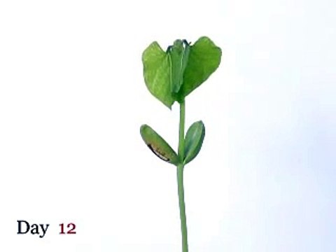 Cool Video! Time lapse photography of plant growing. *Discontinued*