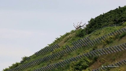 【ハヤブサの狩り】 アオバトに体当たり　Hunting falcon