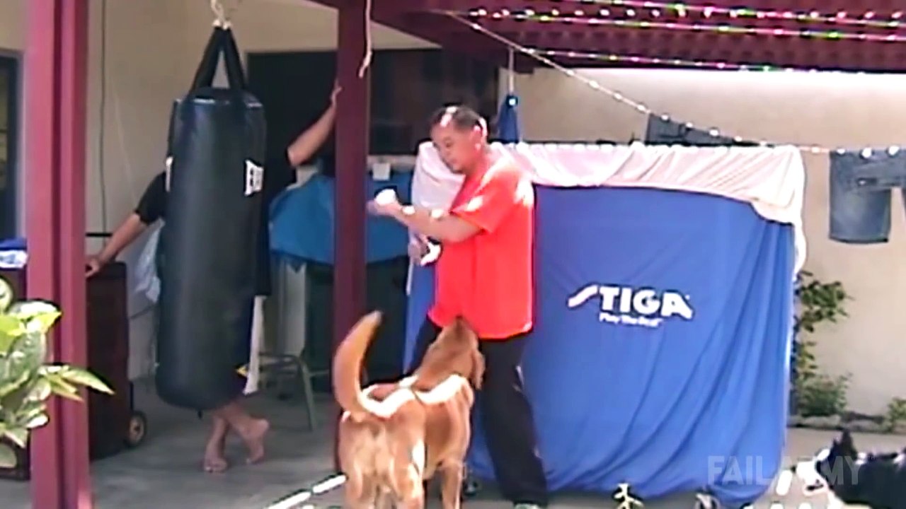 Ultimate Funny Dogs Compilation by FailArmy