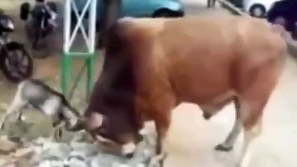 Bull and Gote Fighting (Size does not Matter)