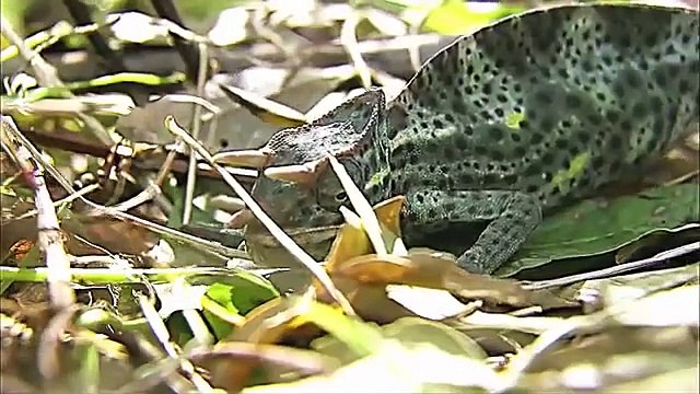 Wild Animal Fights Documentary - Fighting For Life System - Full length Documentaries