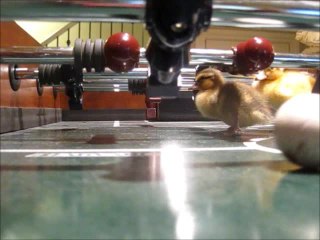 Adorable baby ducklings show off their foosball skills