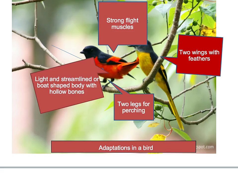 Animal Adaptations for Std 4