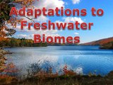Freshwater Adaptations
