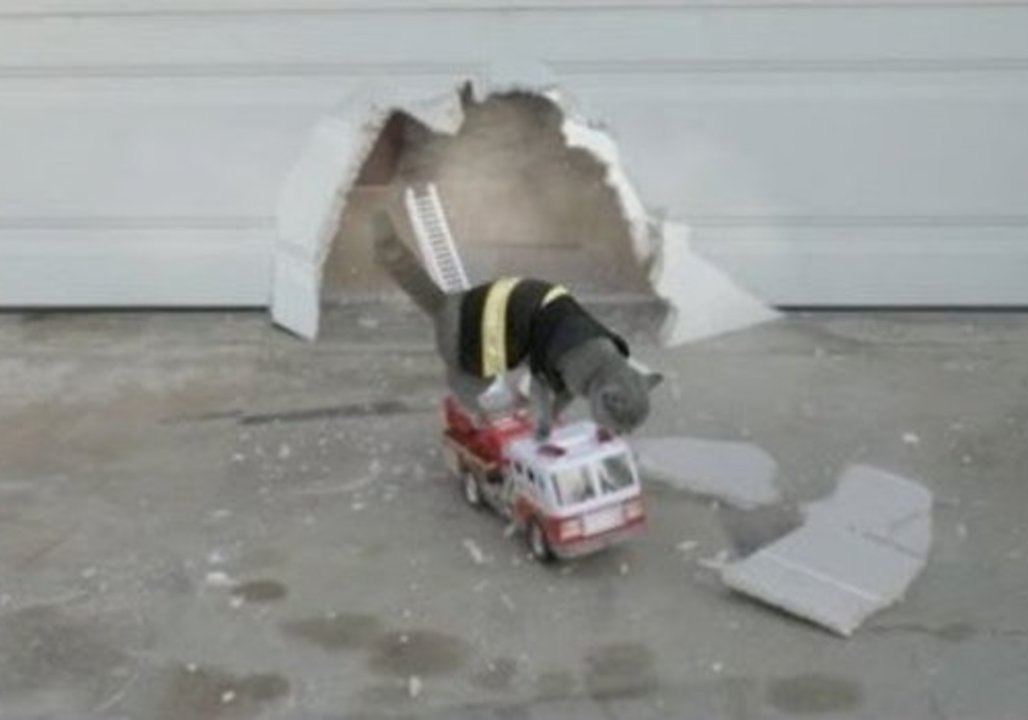 Brave Cat Tries to Save Kitten