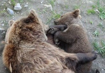 Video herunterladen: Baby Bear Falls Asleep in His Mother's Arms