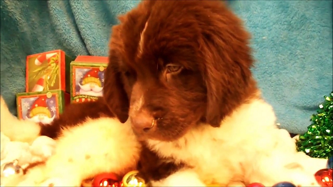Female Newfoundland Puppy