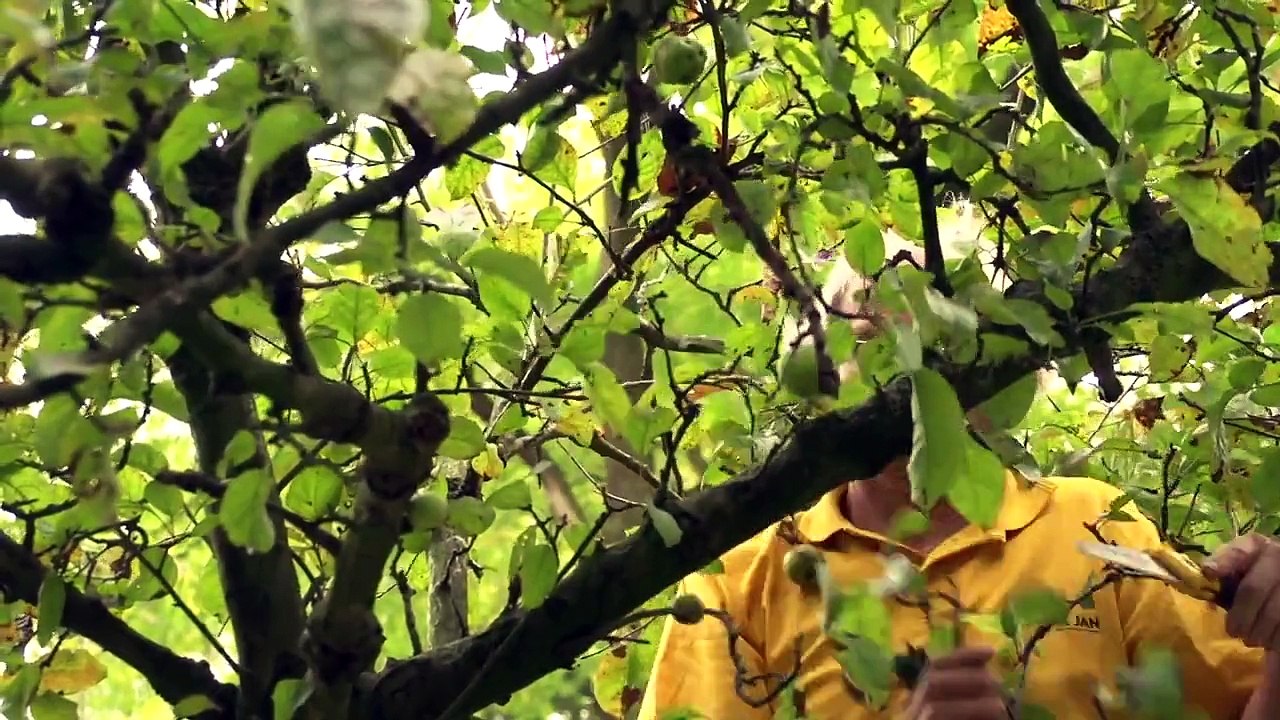 Appelboom snoeien - Fruitbomen zomersnoei - Tuinieren met Hendrik Jan de Tuinman