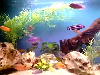 Aquarium cichlidés malawi 600 litres
