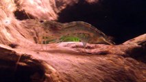 2 Amano Shrimp Feeding & Cleaning - 30 Gallon Freshwater Aquarium