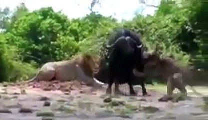 Monsters Attack - Lion Attack Botswana Chobe - HOT