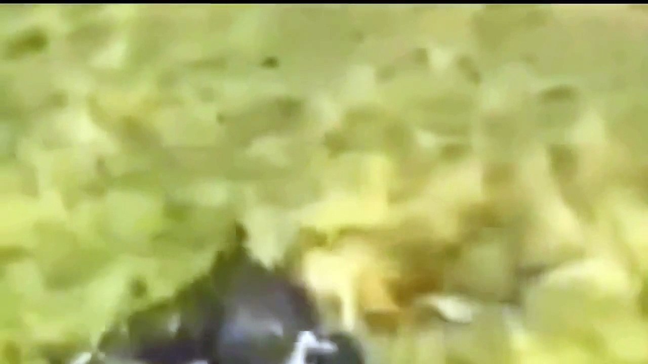 Animal Attacks  When Eagle Attacks Wolf, Deer, Sloth, Liguana, Turkey, Human, Cobra, Drone , Bird